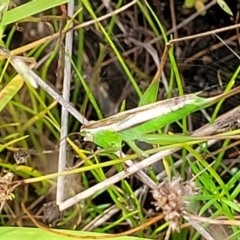 Conocephalus semivittatus at Stromlo, ACT - 22 Feb 2022