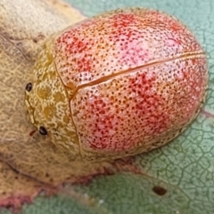 Paropsis obsoleta (Leaf beetle) at Block 402 - 22 Feb 2022 by trevorpreston