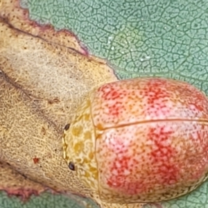 Paropsis obsoleta at Stromlo, ACT - 22 Feb 2022