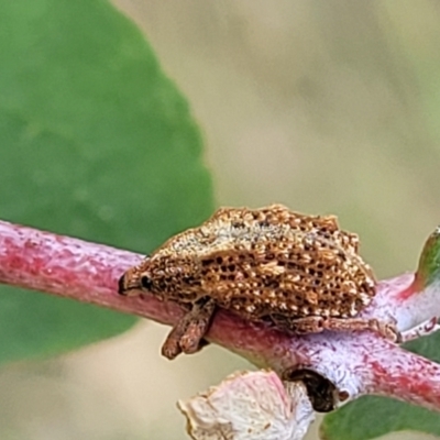 Oxyops fasciculatus (A weevil) at Stromlo, ACT - 22 Feb 2022 by trevorpreston