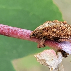 Oxyops fasciculatus at Stromlo, ACT - 22 Feb 2022