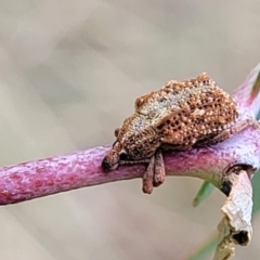 Oxyops fasciculatus at Stromlo, ACT - 22 Feb 2022