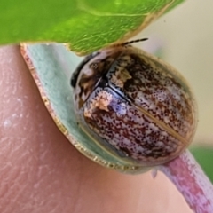 Paropsisterna m-fuscum (Eucalyptus Leaf Beetle) at Stromlo, ACT - 22 Feb 2022 by tpreston