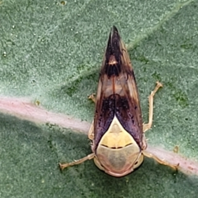 Brunotartessus fulvus (Yellow-headed Leafhopper) at Block 402 - 22 Feb 2022 by trevorpreston