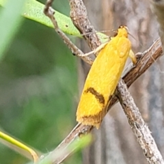 Plectobela undescribed species (A concealer moth) at Stromlo, ACT - 22 Feb 2022 by trevorpreston