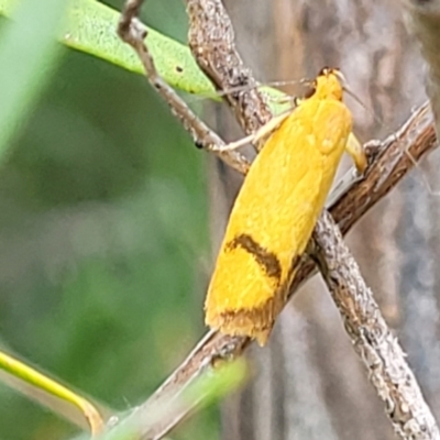 Plectobela undescribed species (A concealer moth) at Piney Ridge - 22 Feb 2022 by tpreston