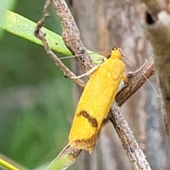 Plectobela undescribed species at Stromlo, ACT - 22 Feb 2022 04:38 PM