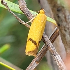 Plectobela undescribed species at Stromlo, ACT - 22 Feb 2022 04:38 PM