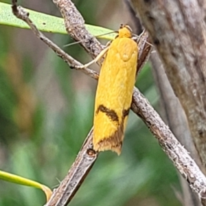 Plectobela undescribed species at Stromlo, ACT - 22 Feb 2022 04:38 PM