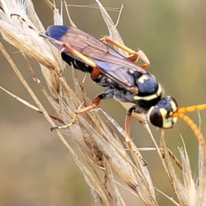 Batozonellus vespoides at Stromlo, ACT - 22 Feb 2022