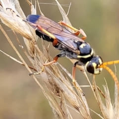 Batozonellus vespoides (A spider wasp) at Piney Ridge - 22 Feb 2022 by trevorpreston