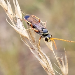 Batozonellus vespoides at Stromlo, ACT - 22 Feb 2022