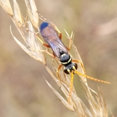 Batozonellus vespoides at Stromlo, ACT - 22 Feb 2022