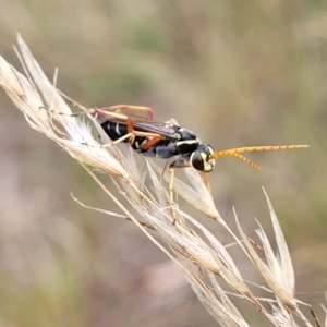 Batozonellus vespoides at Stromlo, ACT - 22 Feb 2022