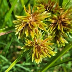 Cyperus eragrostis (Umbrella Sedge) at Block 402 - 22 Feb 2022 by trevorpreston