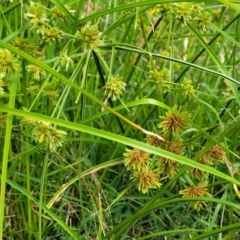 Cyperus eragrostis at Stromlo, ACT - 22 Feb 2022