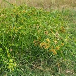 Cyperus eragrostis at Stromlo, ACT - 22 Feb 2022