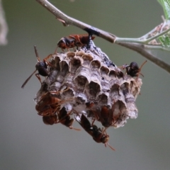 Polistes (Polistella) humilis (Common Paper Wasp) at Albury - 20 Feb 2022 by KylieWaldon