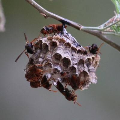 Polistes (Polistella) humilis (Common Paper Wasp) at Kremur Street Boat Ramp - 20 Feb 2022 by KylieWaldon