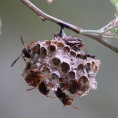 Polistes (Polistella) humilis at West Albury, NSW - 20 Feb 2022 02:56 PM