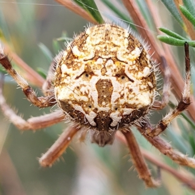 Backobourkia sp. (genus) (An orb weaver) at Block 402 - 22 Feb 2022 by tpreston