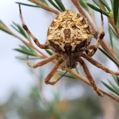 Backobourkia sp. (genus) at Stromlo, ACT - 22 Feb 2022