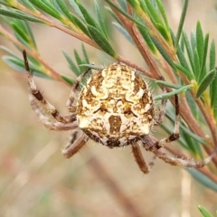 Backobourkia sp. (genus) at Stromlo, ACT - 22 Feb 2022