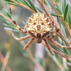 Backobourkia sp. (genus) at Stromlo, ACT - 22 Feb 2022