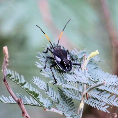 Theseus sp. (genus) (Gum Tree Shield Bug) at Albury - 20 Feb 2022 by KylieWaldon