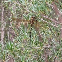 Synthemis eustalacta (Swamp Tigertail) at Block 402 - 22 Feb 2022 by trevorpreston