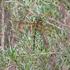 Synthemis eustalacta (Swamp Tigertail) at Stromlo, ACT - 22 Feb 2022 by tpreston