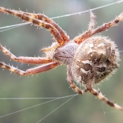 Backobourkia sp. (genus) (An orb weaver) at Block 402 - 22 Feb 2022 by trevorpreston