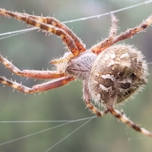 Backobourkia sp. (genus) at Stromlo, ACT - 22 Feb 2022