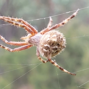 Backobourkia sp. (genus) at Stromlo, ACT - 22 Feb 2022