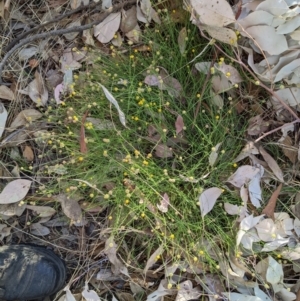 Calotis lappulacea at West Wodonga, VIC - 22 Feb 2022 08:39 AM
