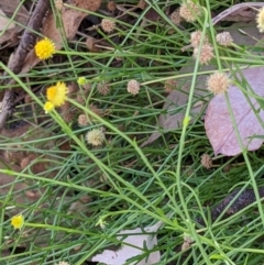 Calotis lappulacea at West Wodonga, VIC - 22 Feb 2022 08:39 AM