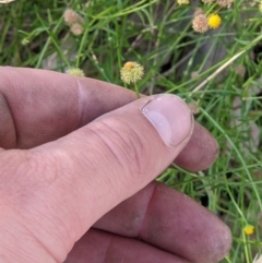 Calotis lappulacea at West Wodonga, VIC - 22 Feb 2022 08:39 AM