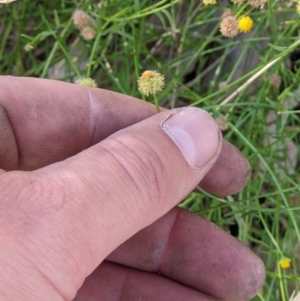Calotis lappulacea at West Wodonga, VIC - 22 Feb 2022 08:39 AM