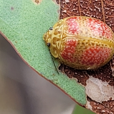 Paropsisterna fastidiosa (Eucalyptus leaf beetle) at Stromlo, ACT - 22 Feb 2022 by tpreston