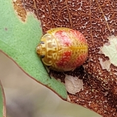 Paropsisterna fastidiosa at Stromlo, ACT - 22 Feb 2022 04:10 PM