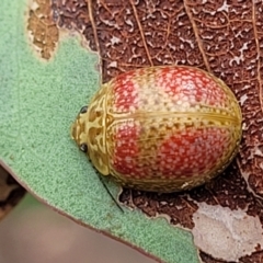 Paropsisterna fastidiosa at Stromlo, ACT - 22 Feb 2022 04:10 PM