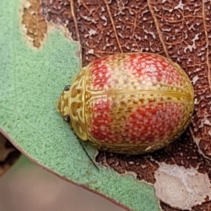 Paropsisterna fastidiosa at Stromlo, ACT - 22 Feb 2022 04:10 PM