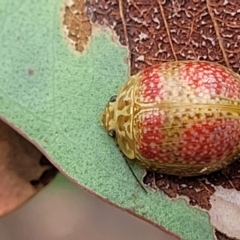 Paropsisterna fastidiosa at Stromlo, ACT - 22 Feb 2022 04:10 PM