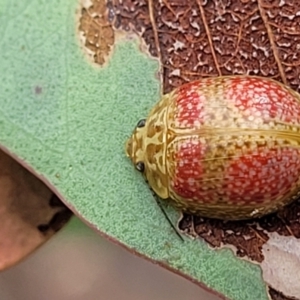 Paropsisterna fastidiosa at Stromlo, ACT - 22 Feb 2022