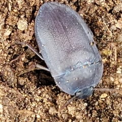 Pterohelaeus planus (Pie dish beetle) at Stromlo, ACT - 22 Feb 2022 by tpreston