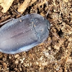 Pterohelaeus planus at Stromlo, ACT - 22 Feb 2022