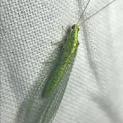 Apertochrysa edwardsi (A Green Lacewing) at Red Hill to Yarralumla Creek - 20 Feb 2022 by Tapirlord