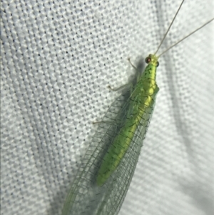 Apertochrysa edwardsi at Garran, ACT - 20 Feb 2022