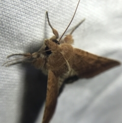 Helicoverpa armigera (Cotton bollworm, Corn earworm) at Hughes Garran Woodland - 20 Feb 2022 by Tapirlord