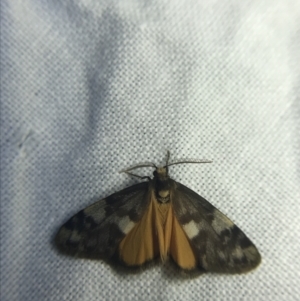 Anestia (genus) at Garran, ACT - 20 Feb 2022 09:33 PM